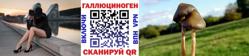 что такое   Каргат  Псилоцибиновые грибы Magic Shrooms 